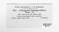 Coleosporium asterum image